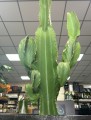 Euphorbia Ingens wilczomlecz
