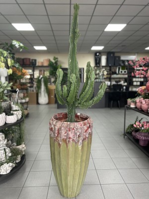 Euphorbia Ingens, wilczomlecz