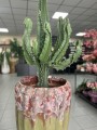 Euphorbia Ingens wilczomlecz