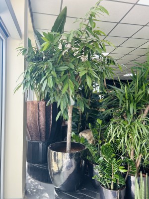 Ficus Amstel King, fikus XL
