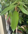 Ficus Amstel King