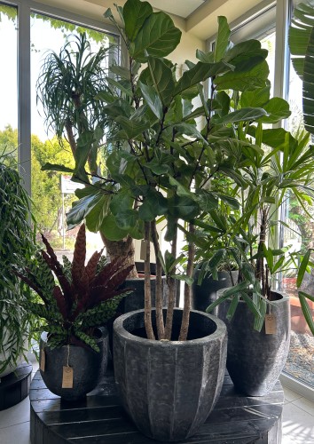 Ficus Lyrata XXL