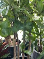 Ficus Lyrata XXL
