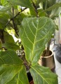 Ficus Lyrata XXL