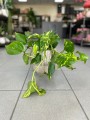 Epipremnum aureum