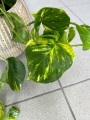 Epipremnum aureum