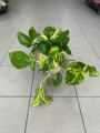 Epipremnum aureum