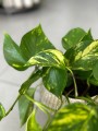 Epipremnum aureum