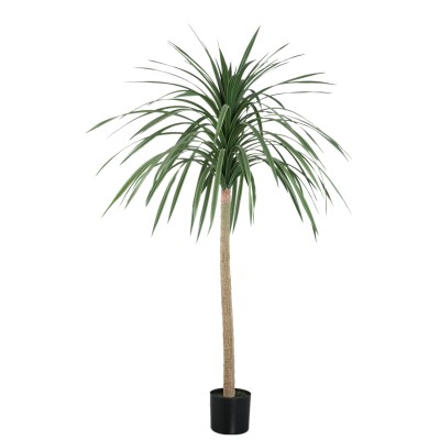 Dracena PTMD 