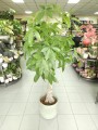 Pachira aquatica