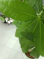 Pachira aquatica