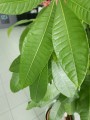 Pachira aquatica