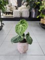 Anthurium Clarinervium