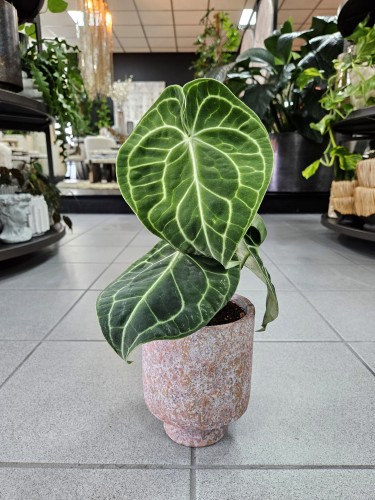 Anthurium Clarinervium