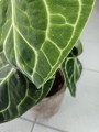Anthurium Clarinervium