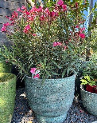 Oleander różowe kwiaty