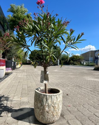 Oleander na pniu różowe kwiaty