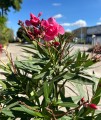 Różowy oleander na pniu