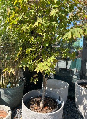 Acer palmatum Osakazuki, klon palmowy 