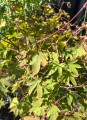 Acer palmatum Osakazuki