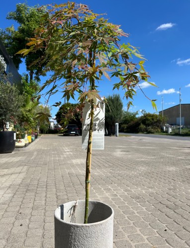 Acer palmatum Cascade Emerald