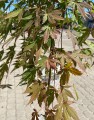 Acer palmatum Cascade Emerald