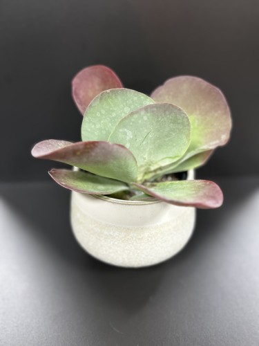 Kalanchoe thyrsiflora żyworódka