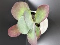 Kalanchoe thyrsiflora żyworódka