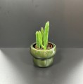 Stapelia leendertziae