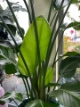 Strelitzia Nicolai
