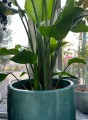 Strelitzia Nicolai