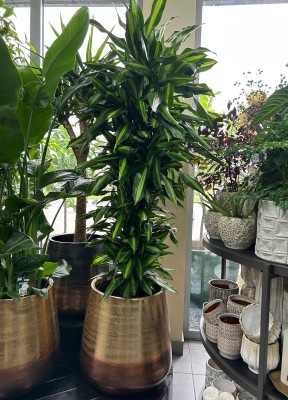 Dracaena fragrance Cintho, dracena