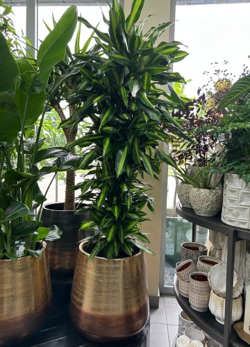 Dracena fragrance Cintho