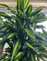 Dracena fragrance Cintho