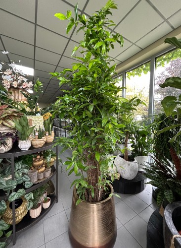 Dracena surculosa Aurea