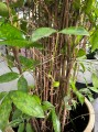 Dracena surculosa Aurea