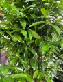 Dracena surculosa Aurea