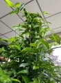 Dracena surculosa Aurea