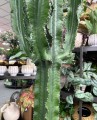 Euphorbia Erytrea