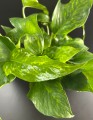 Epipremnum Marble Green