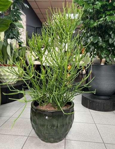 Euphorbia Tirucalli, wilczomlecz palczasty