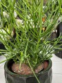 Euphorbia Tirucalli, wilczomlecz palczasty