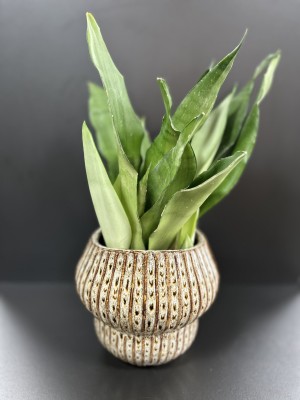 Sansevieria Moonshine 