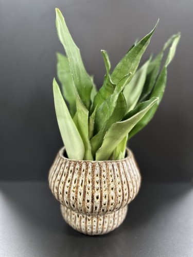 Sansevieria Moonshine