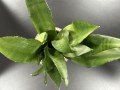 Sansevieria Moonshine