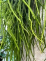 Rhipsalis, patyczak XL