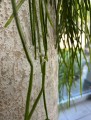Rhipsalis, patyczak XL