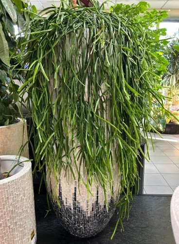 Rhipsalis, patyczak