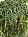 Rhipsalis, patyczak