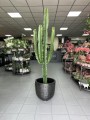 Euphorbia Erytrea